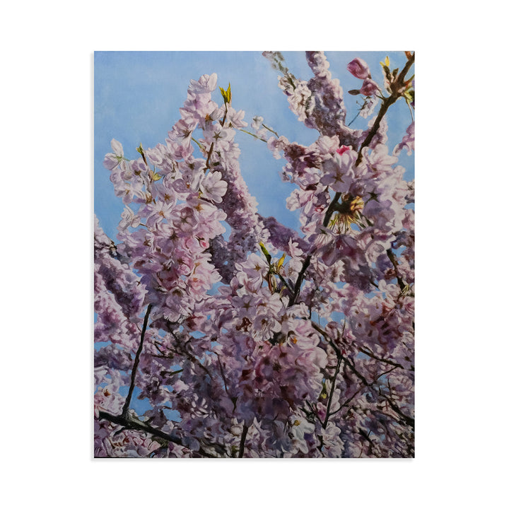 Cherry Blossoms II