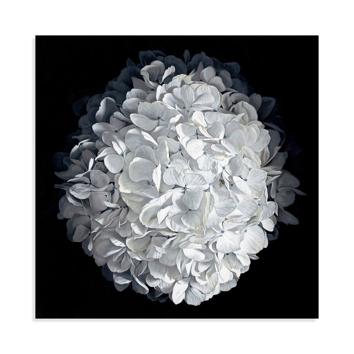 Hydrangea 1426