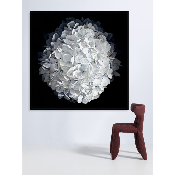 Hydrangea 1426