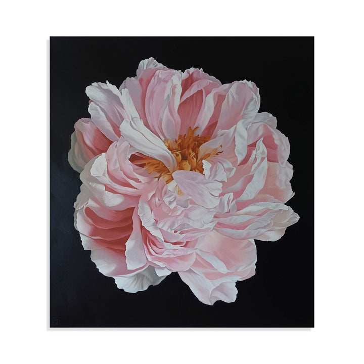 Peony Portrait 2226