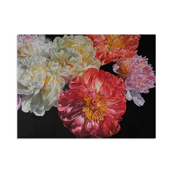 Coral Peony