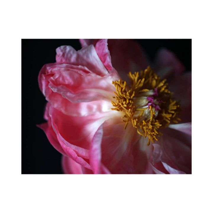 Peony