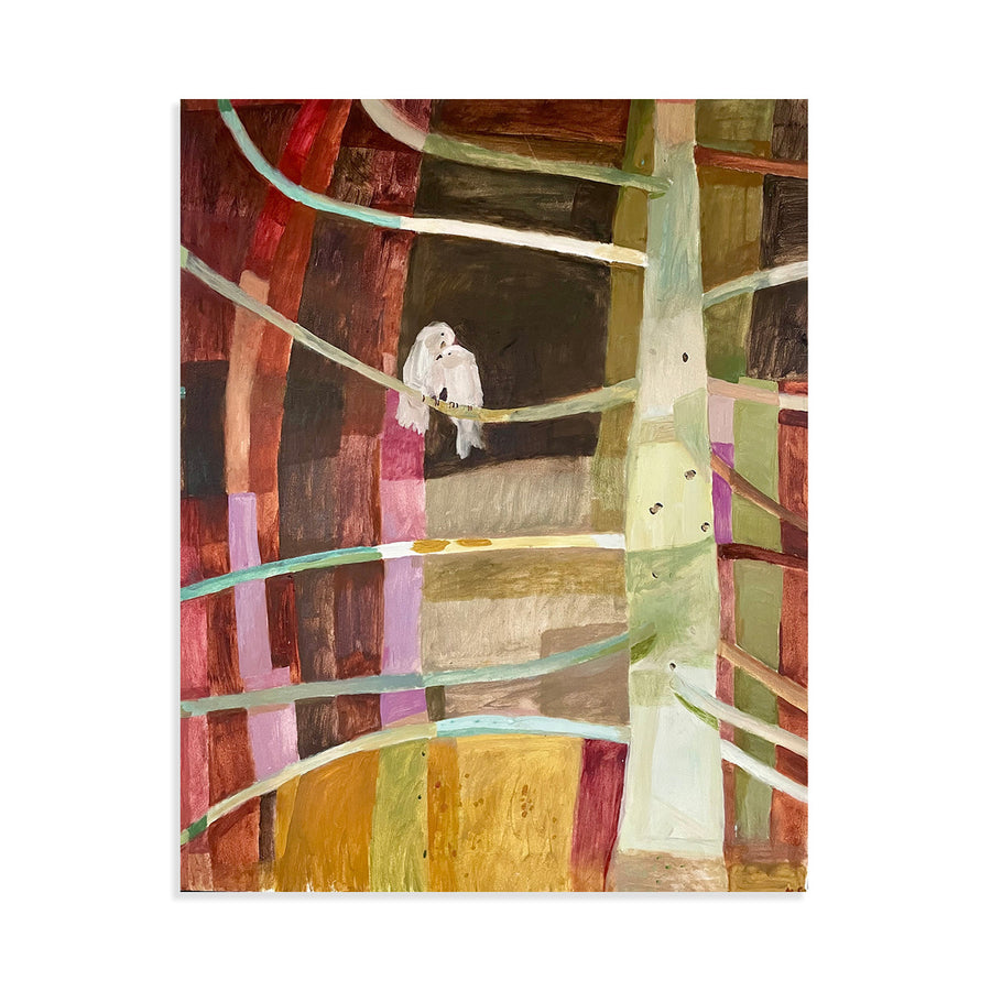 Cozying up in the Bunya