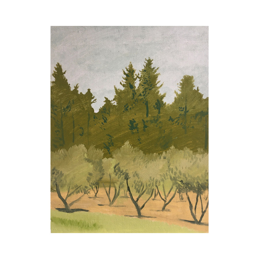 Field of Olive Trees, Maussane #41