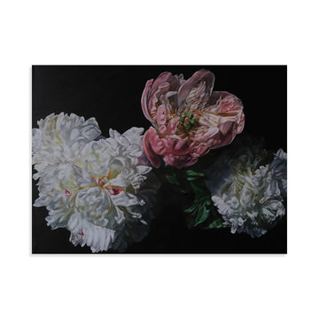 Coral Peony
