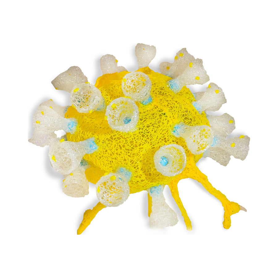 e.quatic.anemone1.3