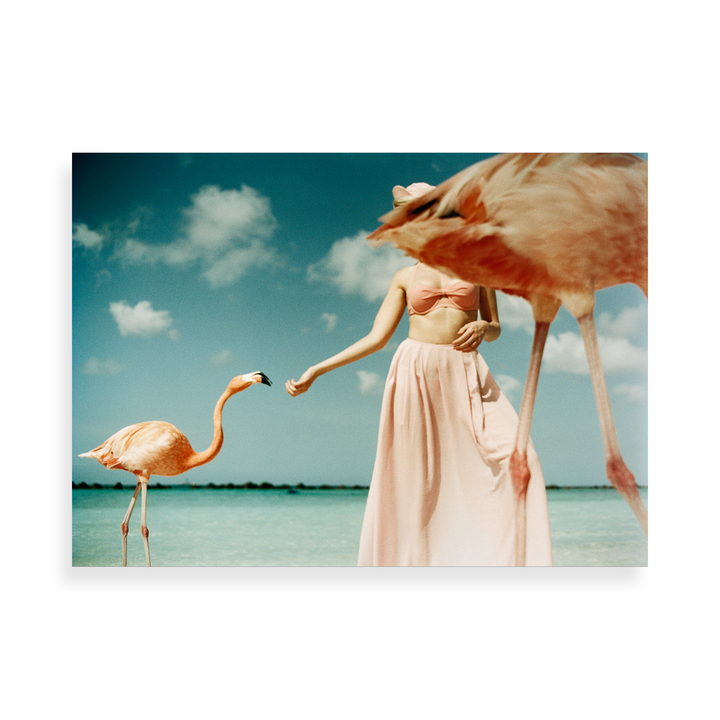 Flamingo 3